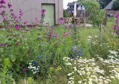 Wildblumen im Garten