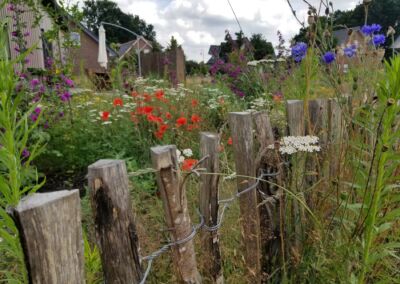Wildblumen im Garten
